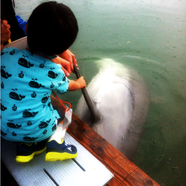 イルカを触る子供